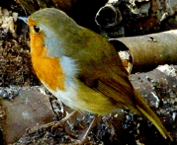 Bird Robin