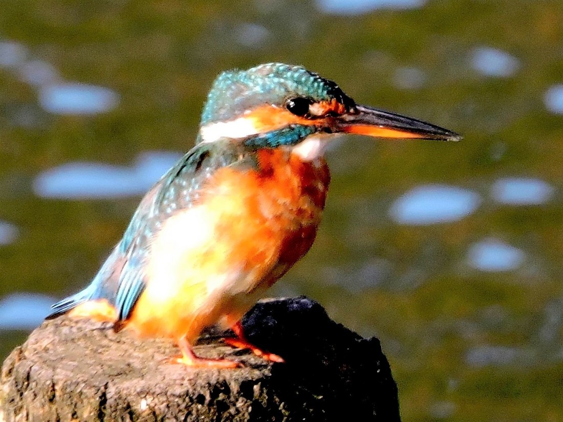 Kingfisher, F