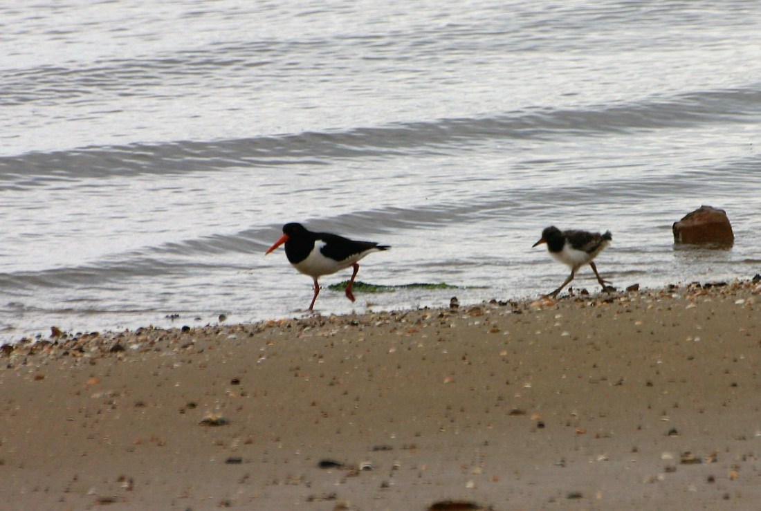 Oystercatcher with young