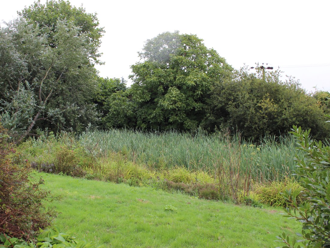 The Rush top pond Grimston Hall August 2018
