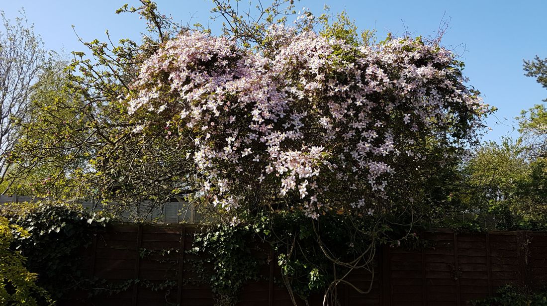 Alison's Clematis Montana