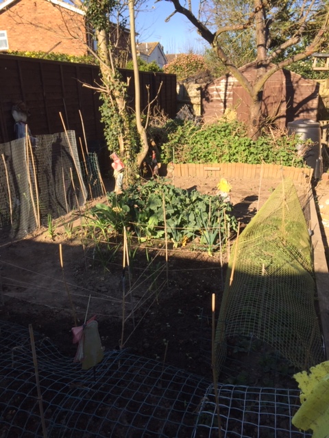 Morag's tidy garden April 10 2020