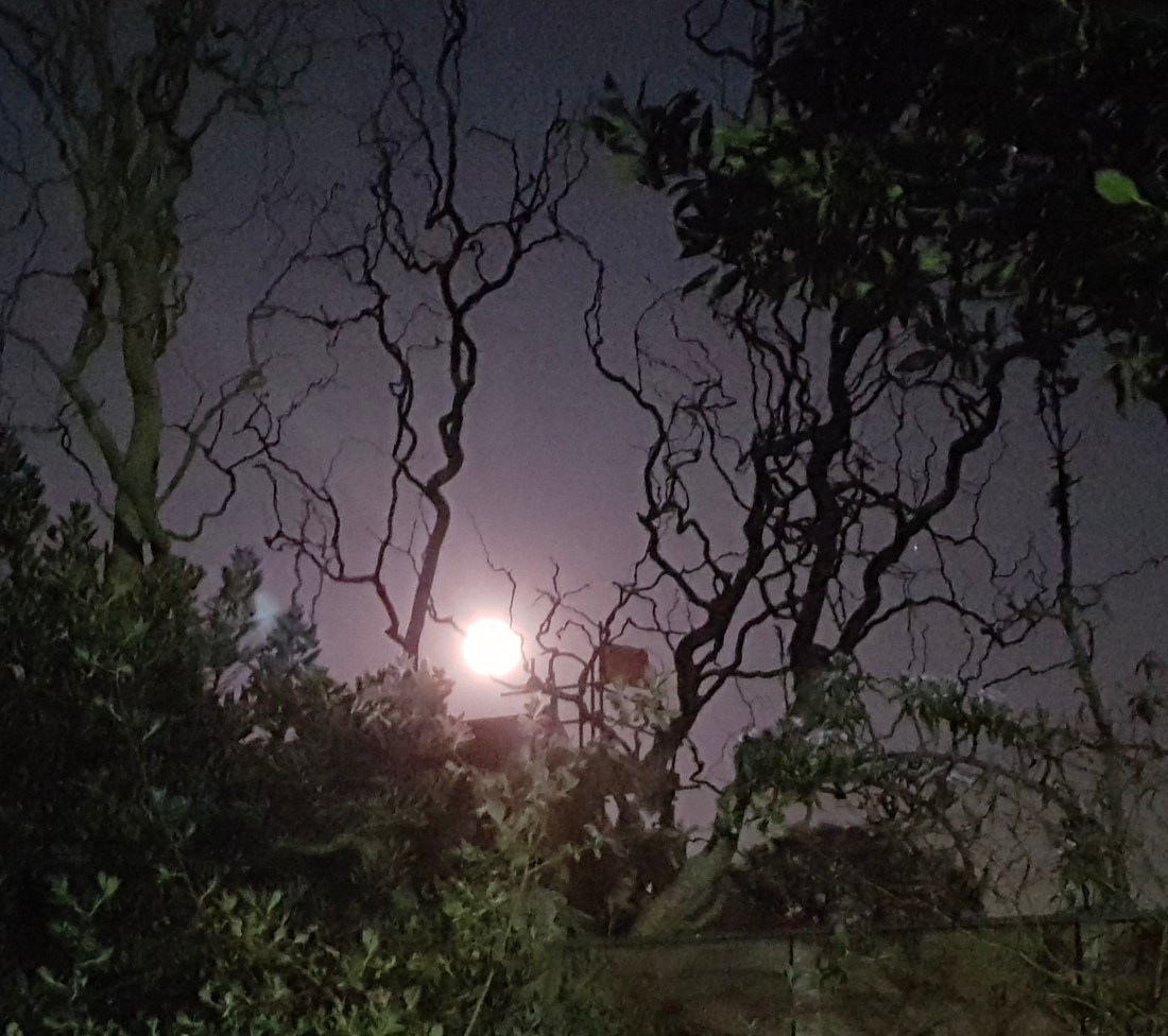 Pink Moon from Laura Week 4