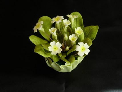 Yvonne's primroses