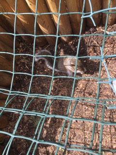 Morags Baby Squirrel