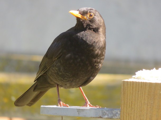 Tractor and wildlife April 032.jpeg