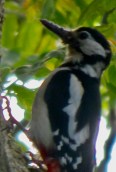 Woodpecker 014
