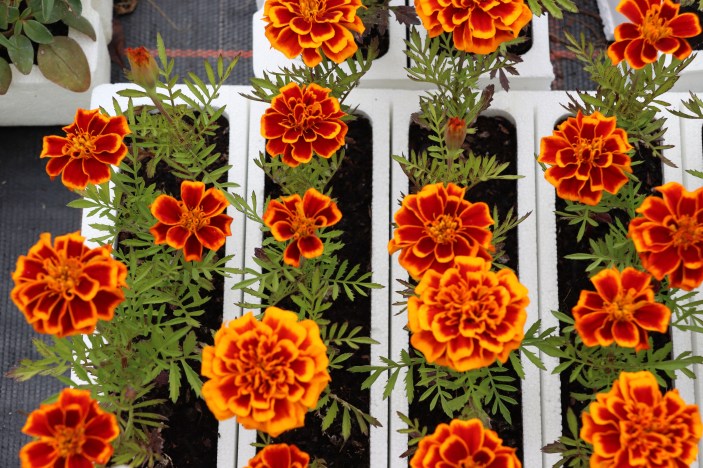 CABB6142-1957-420D-BA1F-282BF27B11F7_1_201_a