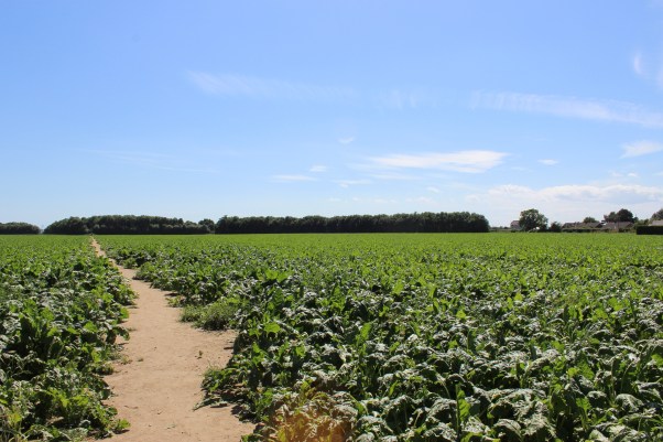2017 view across Poppyfield devt
