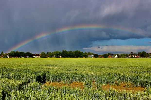 Poppyfiled site June 2020