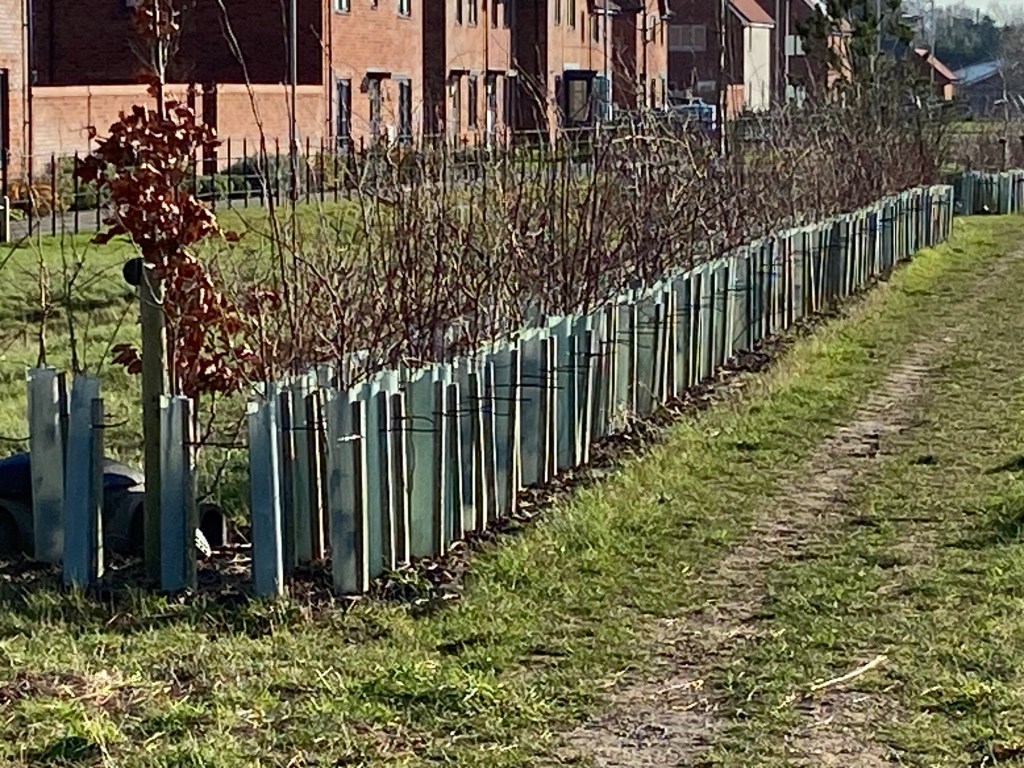 A view of a neatly arranged row of young trees protected by plastic tubes, alongside a dirt path, with residential houses in the background.
