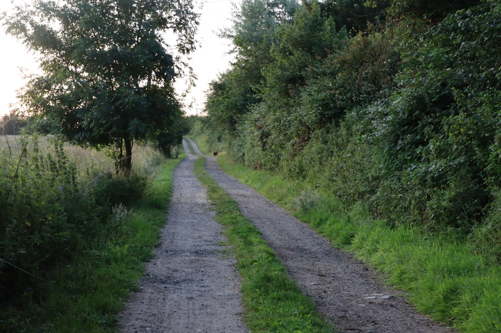 A quiet footpath lined with trees and bushes, leading towards Trimley Shore, captured during the early morning light.